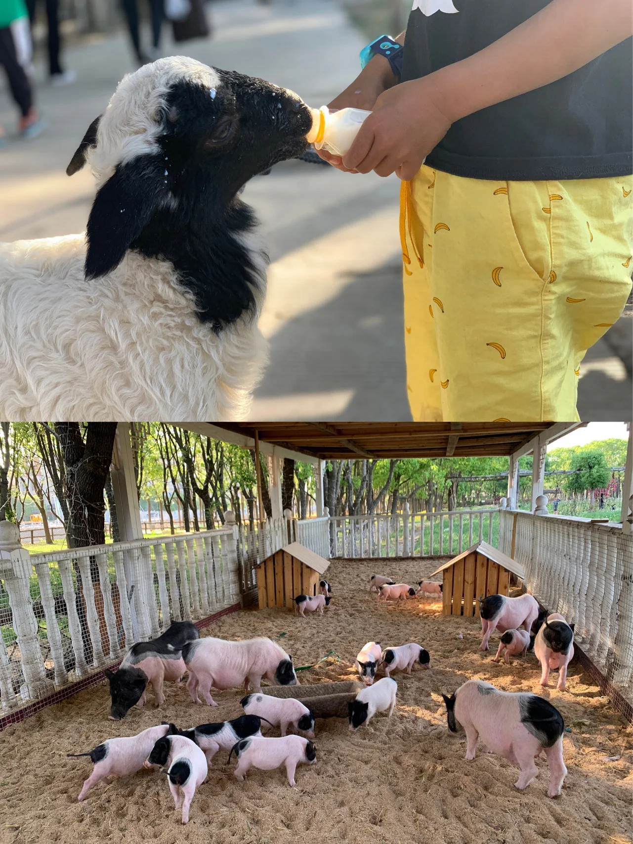 上海遛娃🌈 网红霍比特人农场