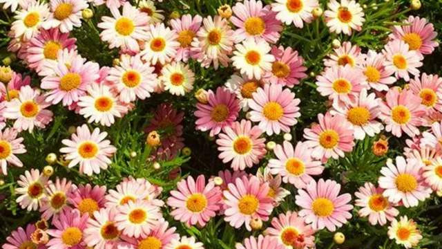 玛格丽特，五月扦插正当季，成活率还很高，赶紧尝试一下吧