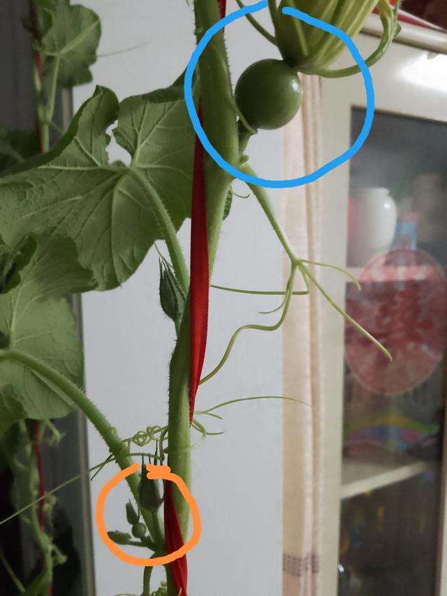 晒晒阳台上的绿植：贝贝瓜秧。主蔓上长出的贝贝瓜竟然比侧蔓上长出的，大了有十几倍吧