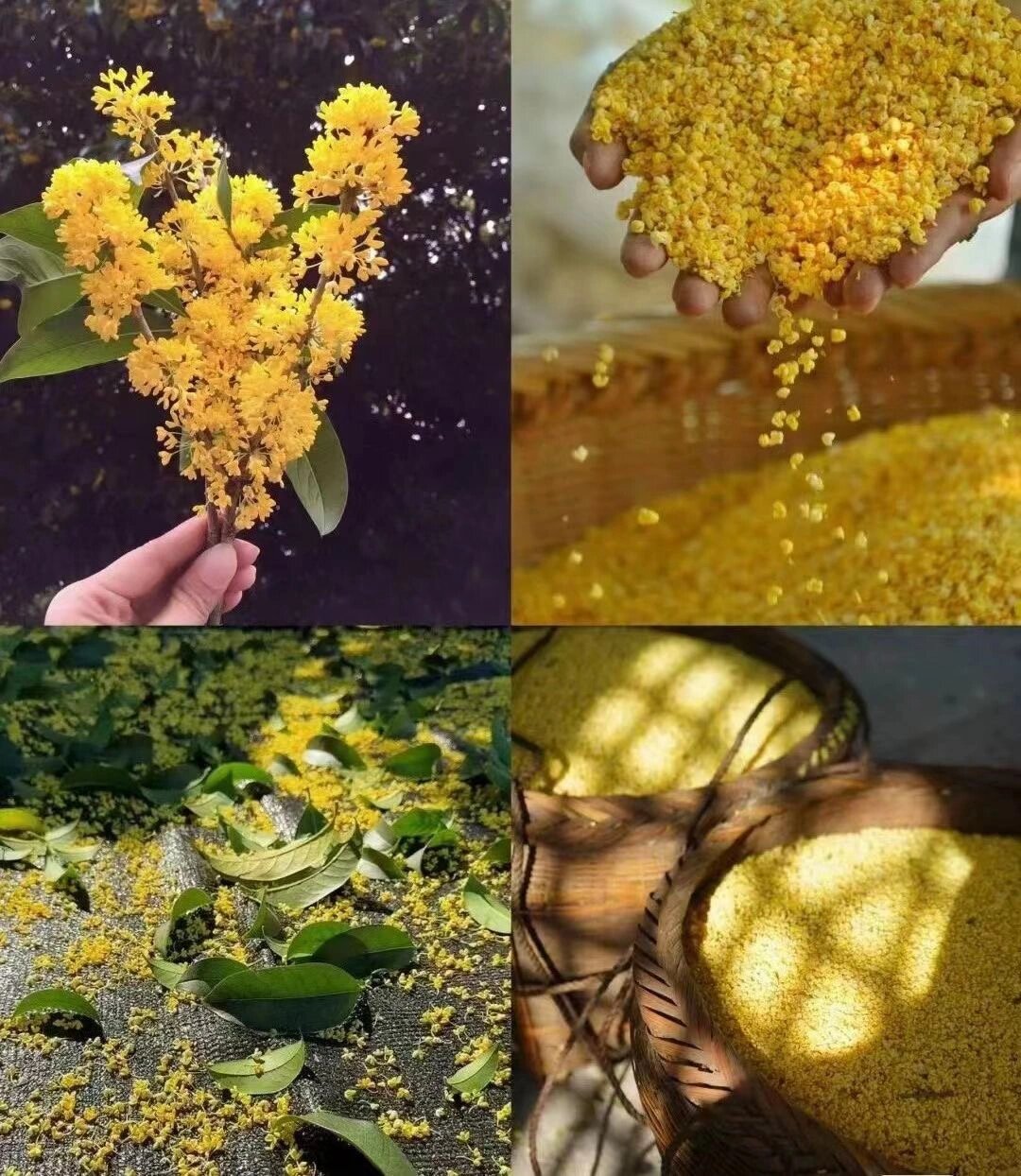 秋季去哪儿玩啊？