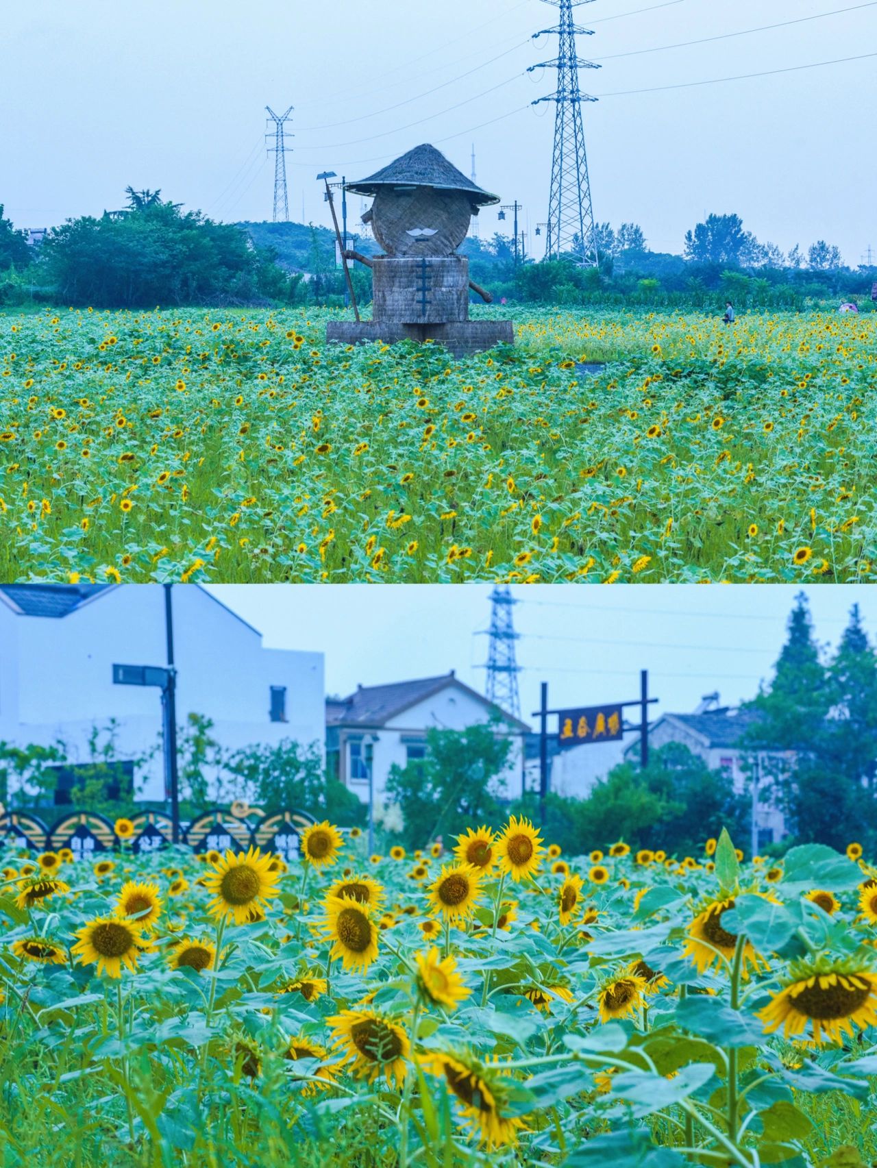 南京｜快去赏15万株向日葵，免费！