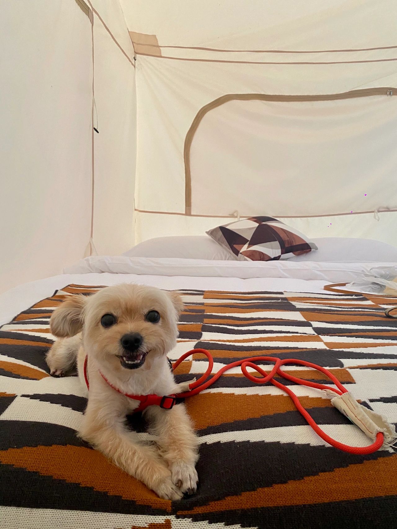 🐾 假期错峰出游！带狗子露营去咯！⛺️