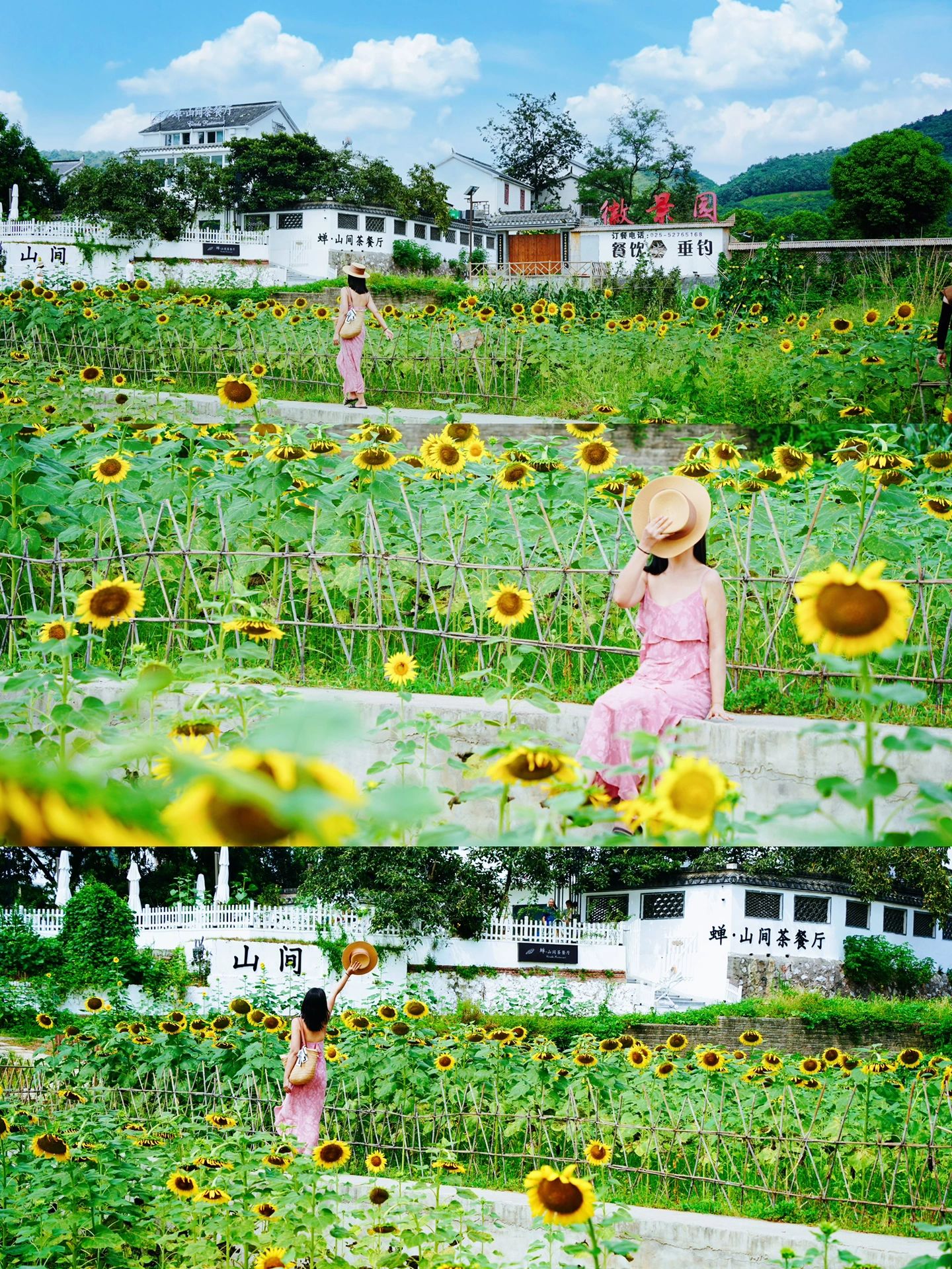 独享整片向日葵花海🌻小众附路线