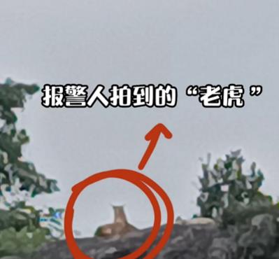 
浙江村民报警称山上有老虎！警方飞无人机赶来发现：好多……难道是野生华南虎？

