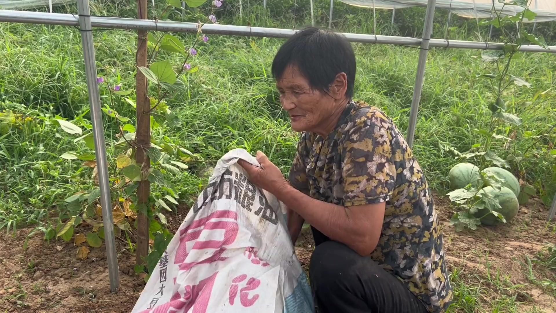 自家西瓜成熟，早起三轮拉回家，顺便摘点豆角做干菜，炖肉好搭档