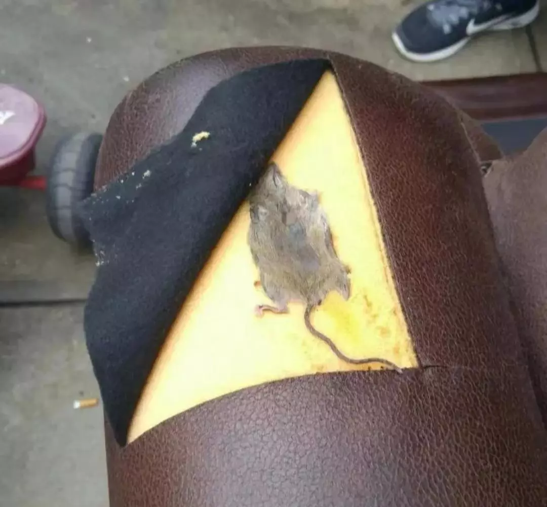 我在想他们是怎么发现这只老鼠的！