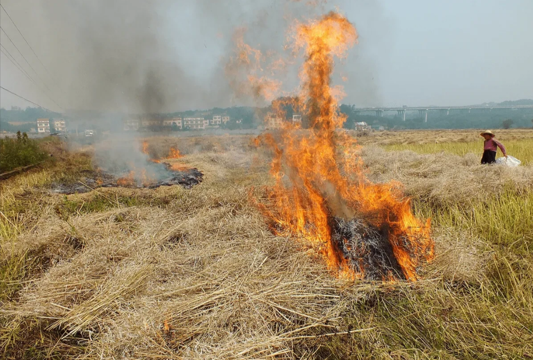 春节不允许放鞭炮，清明禁止烧纸，中秋与国庆合二为一，端午取消传统划龙舟，烹饪不准