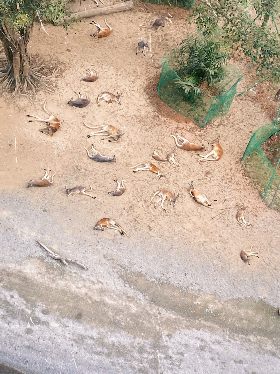 千万不要下午去坐长隆野生动物园小火车
下午小火车园区动物们都在睡午觉！我们是看完