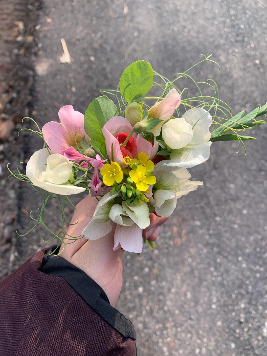 春天
豌豆尖花语永远年轻～