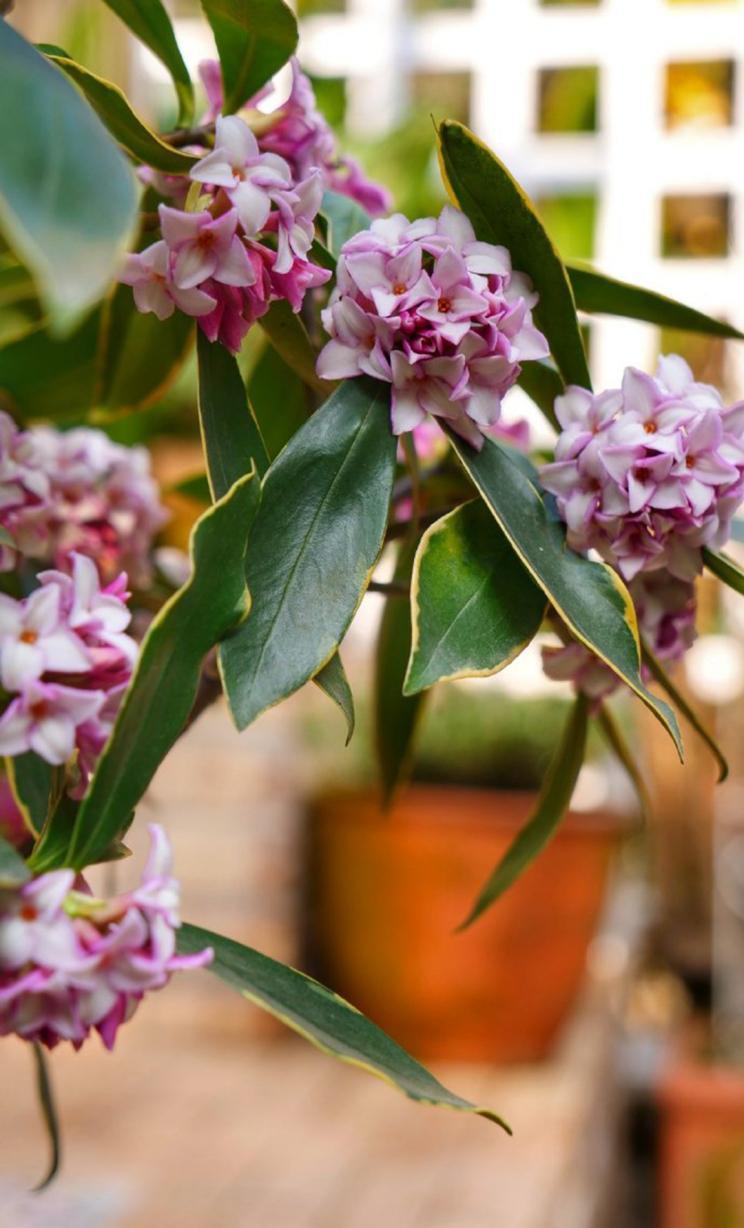 给大家推荐一种封闭阳台也能种的年宵花——瑞香，宋《清异录》载：“庐山瑞香花，始缘