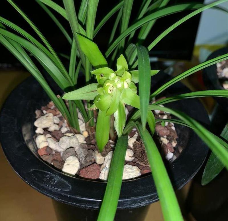 很香的余蝴蝶，容易发苗，容易开花，容易找到成就感。阳台和飘窗养了多年，苗好根好，
