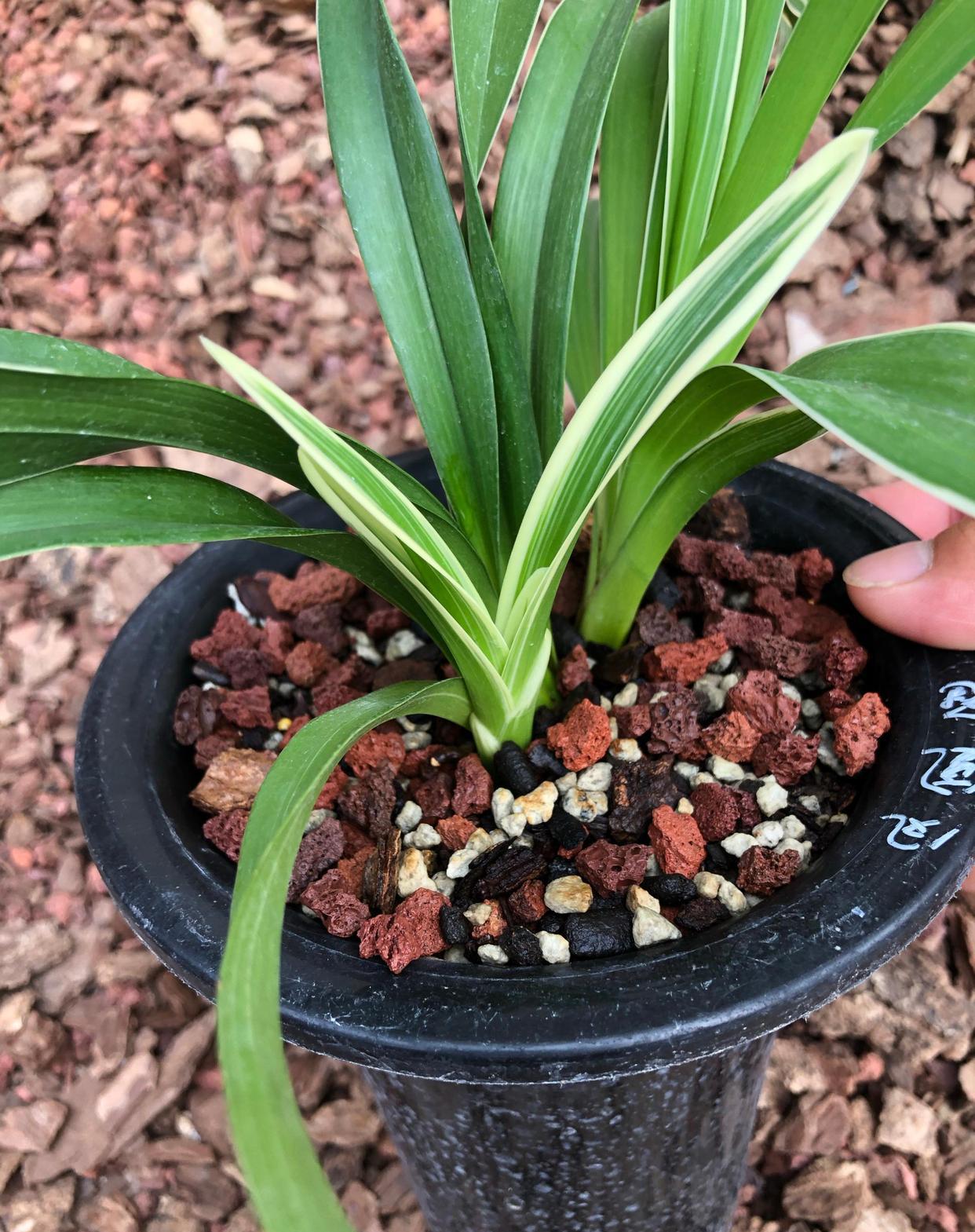 不知名兰花烂根严重，松栗王兰花植料来救治
别人带盆送的不知名兰花，兰友们说叫凤凰