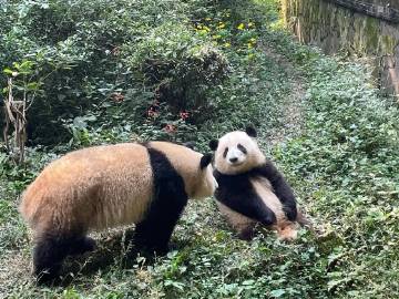 超爱的一组图，图九非常出圈，简直太美好啦，叶子走过来坐在花花身边，花花叶子贴贴，