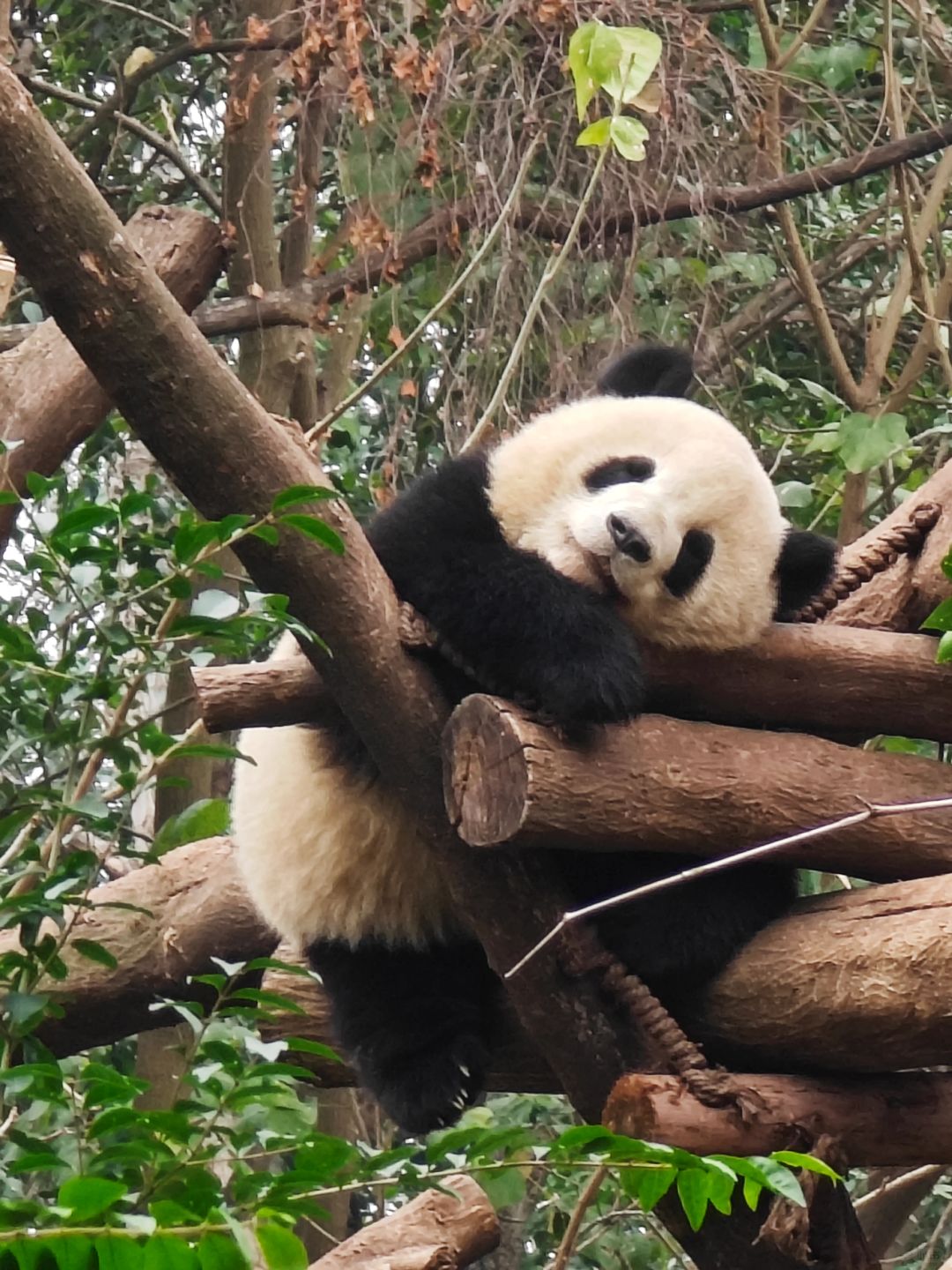 这是哪只小熊啊，在成都熊猫基地看见的
走太急了忘了看名字，脸圆圆的好可爱啊啊啊啊