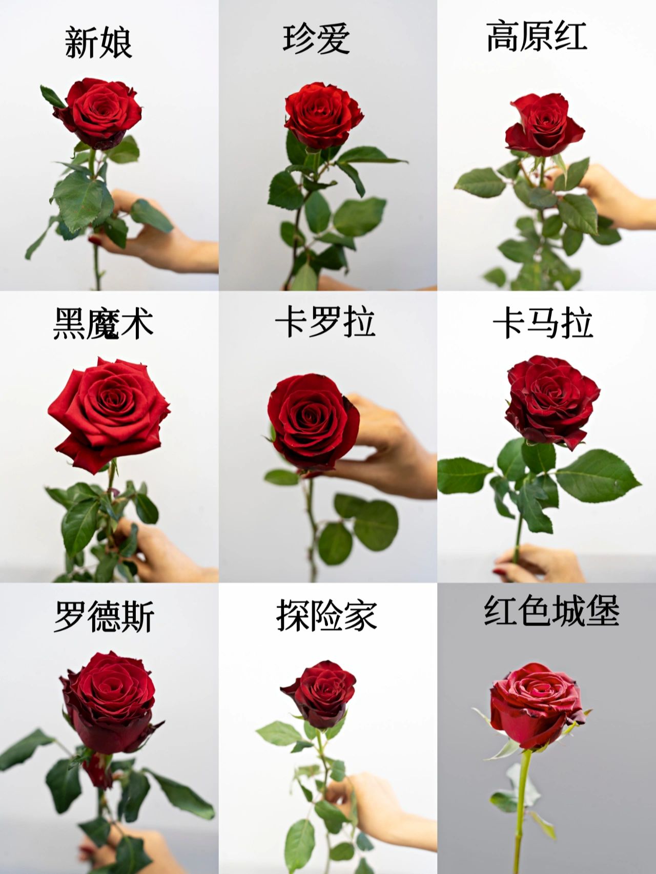 玫瑰品种#玫瑰#