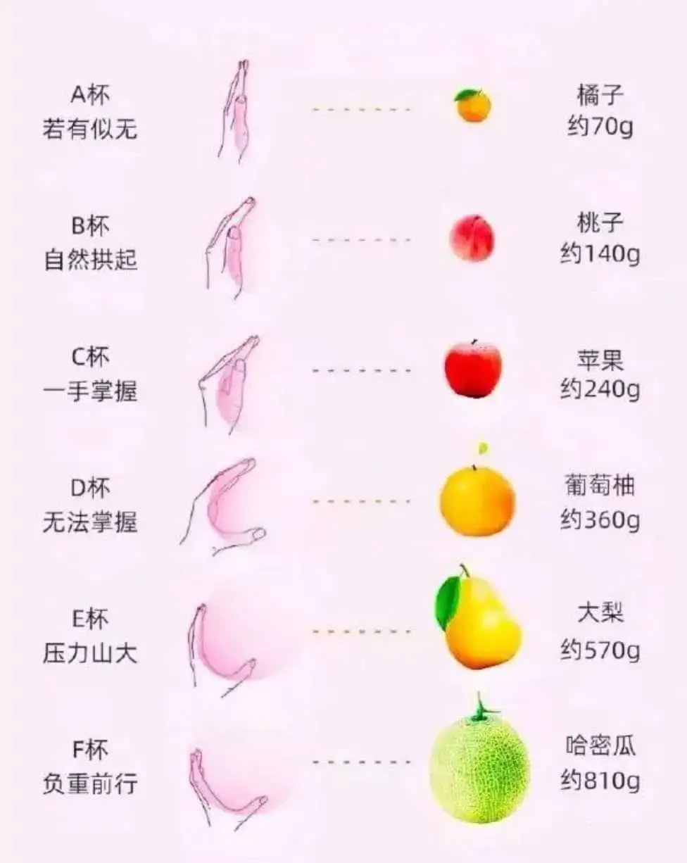 女生罩杯的最形象解释，以后都懂了？

