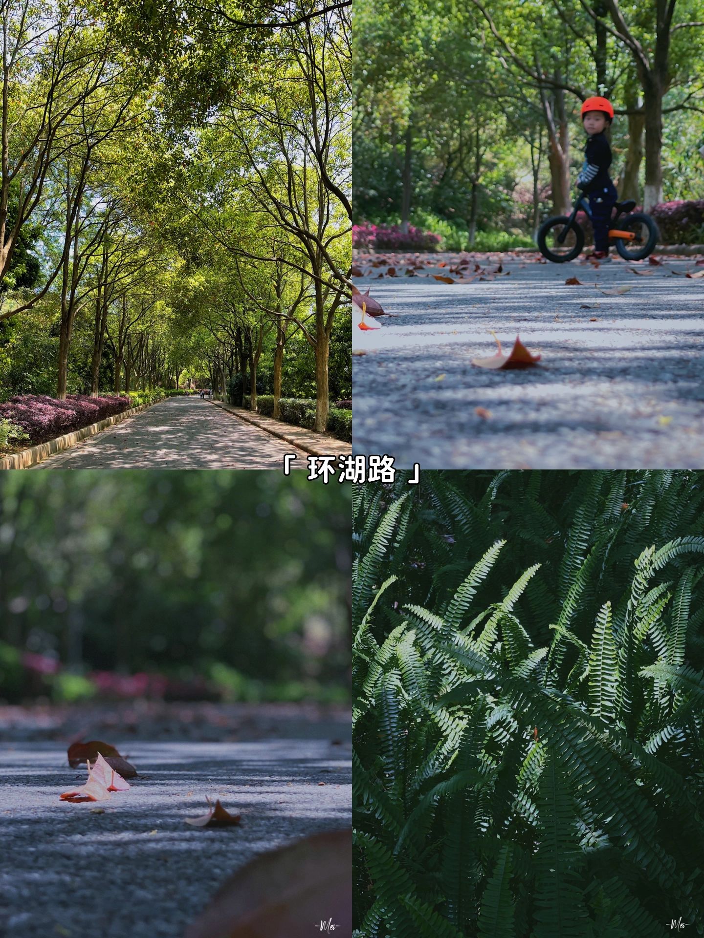 每周一山^南沙黄山鲁森林公园