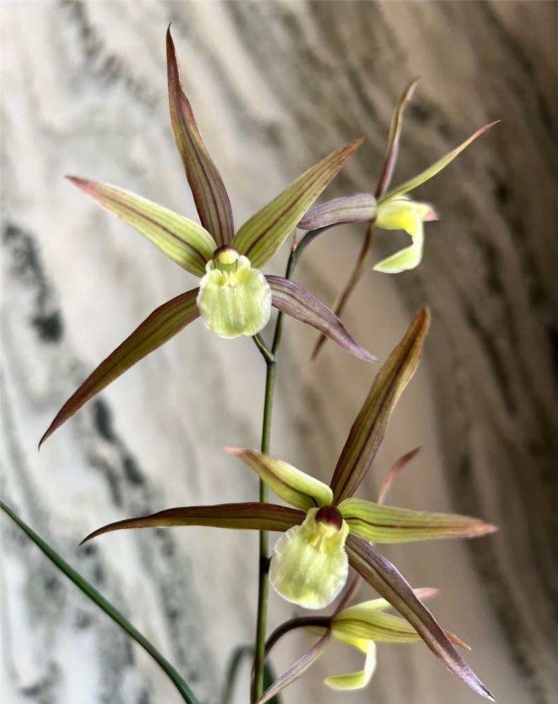 对于玩兰花，要么你有过卓越贡献，要么你属实力养兰户，要么你能守护着正统好资源，以