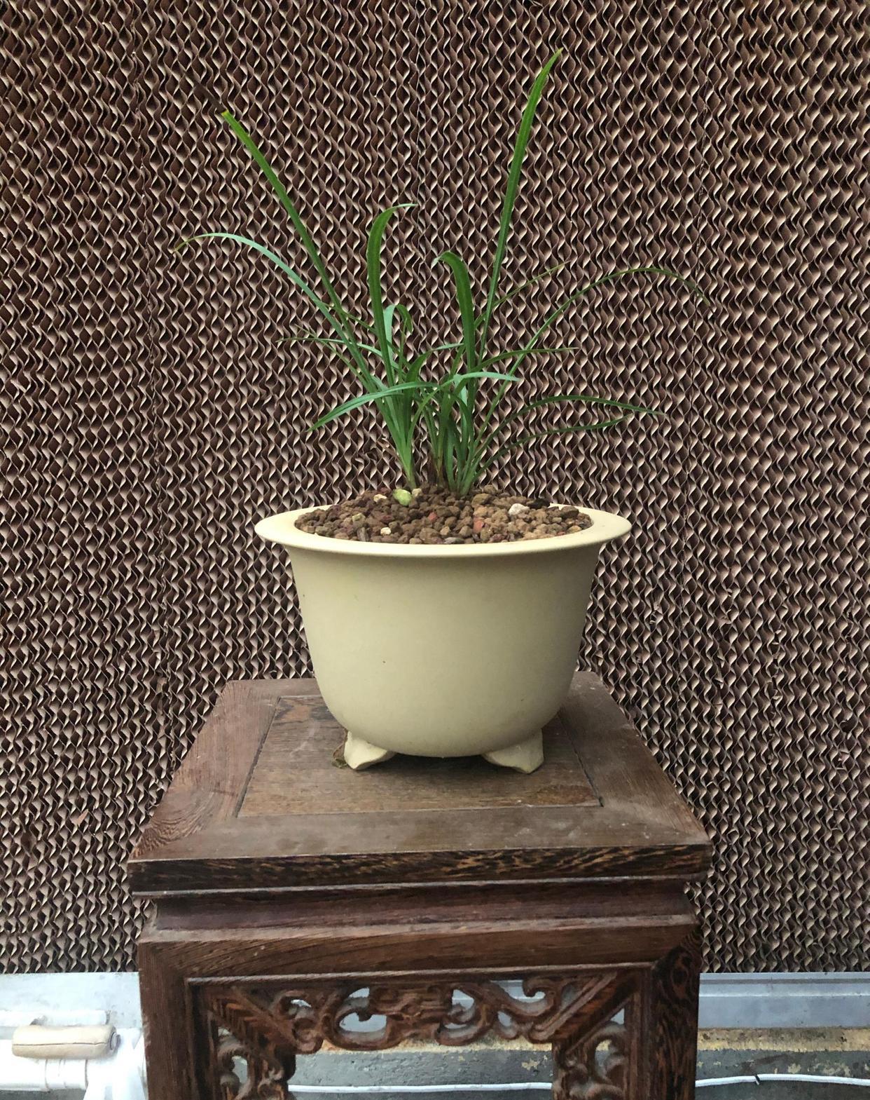 粉丝“程”的养兰用盆经验分享
现在很多人都用塑料盆，这样省植料还省空间，这样更适