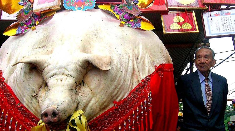 一头猪一辈子不杀，能长到多少斤？浙江有头猪生前被主人当成宠物养起来，在生命最后几