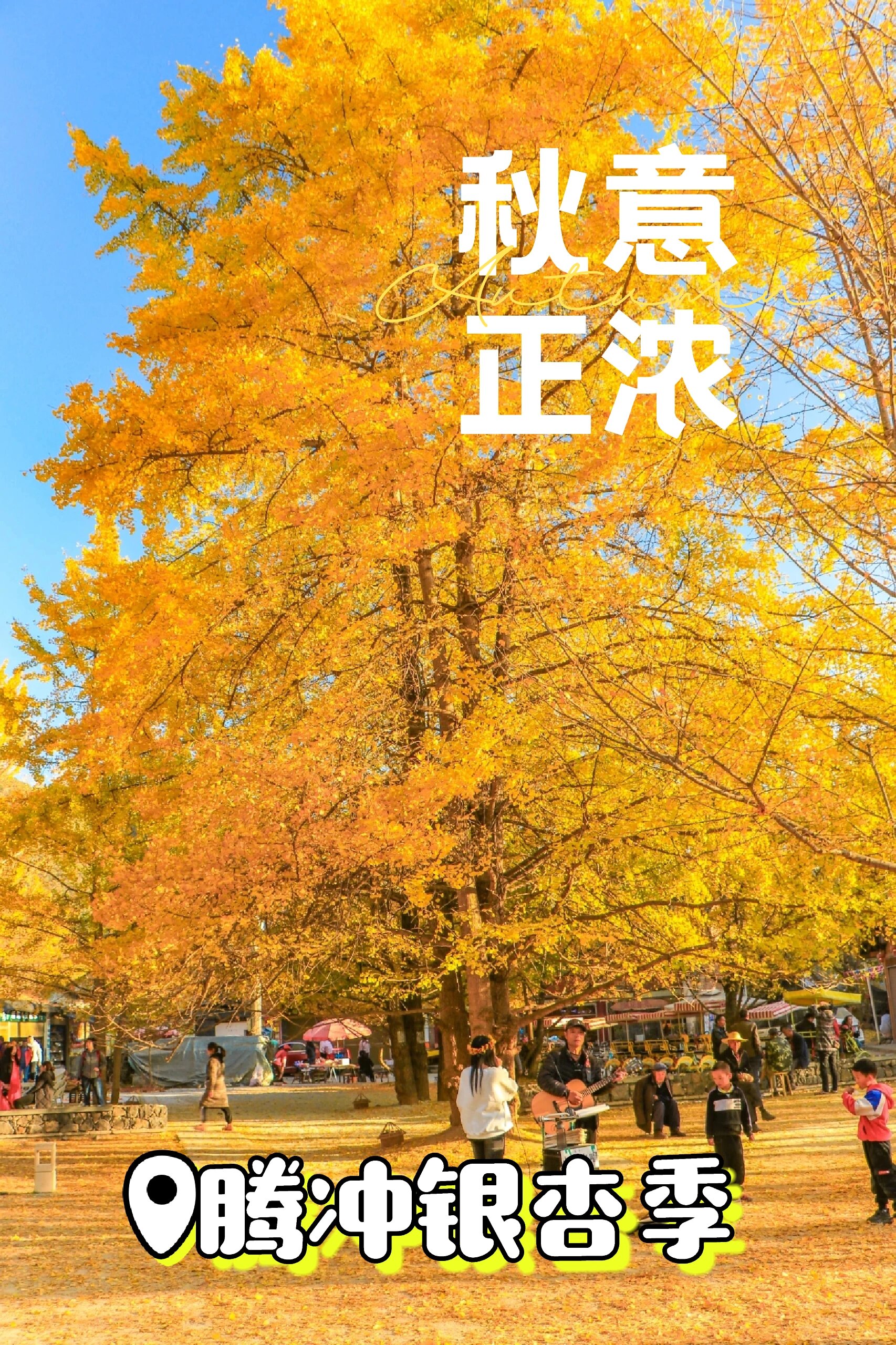 秋意浓情意浓🍁走进腾冲银杏季🍂