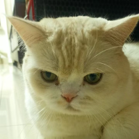 春情倦意
