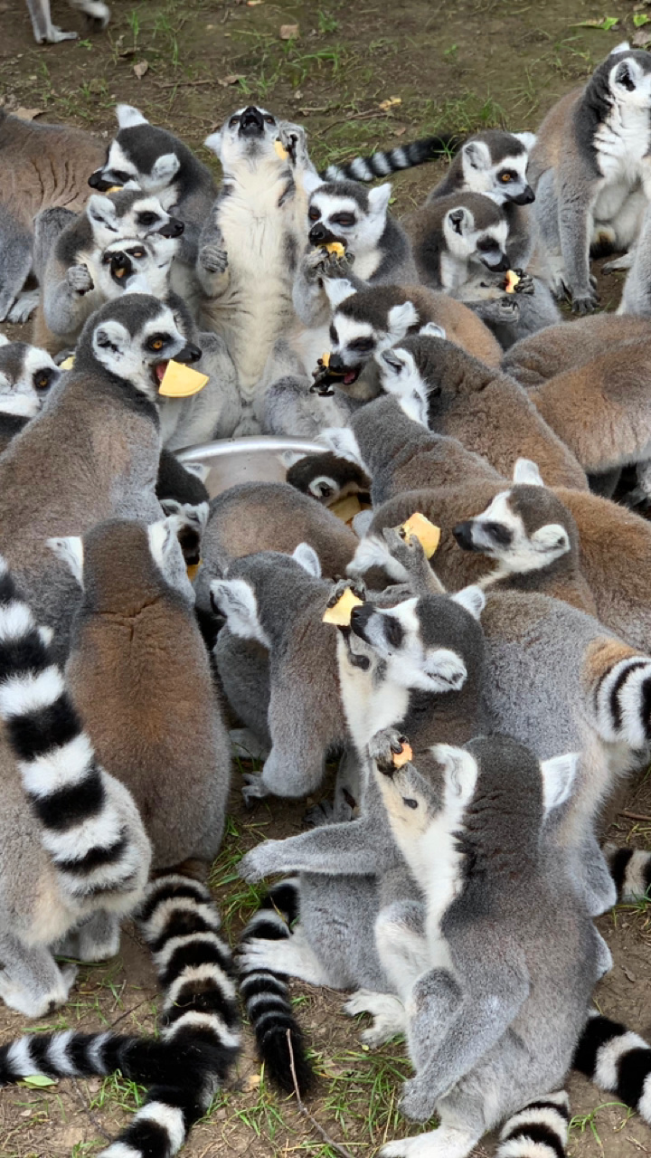 萌翻了的“上野”动物园