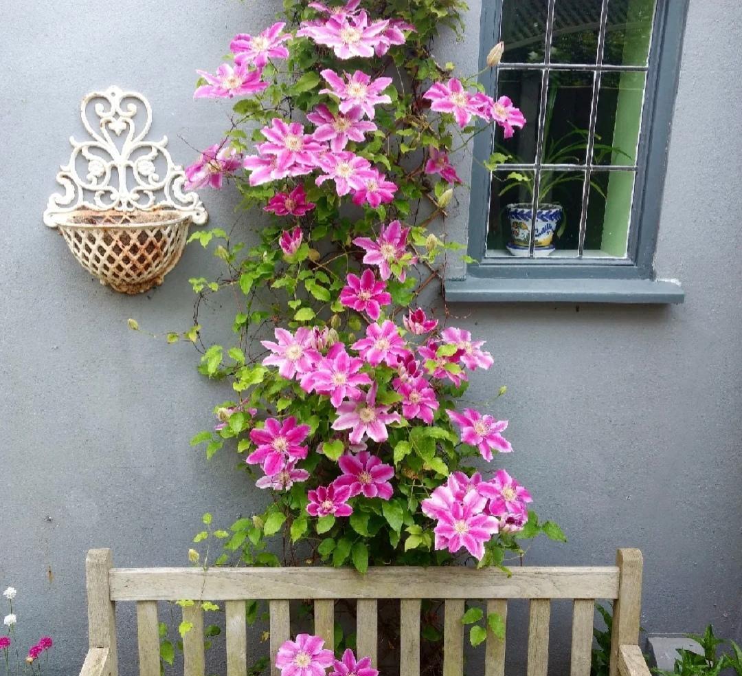 超美的铁线莲！
铁线莲经典又名“鲁佩尔博士”，
之所以称它为经典，
是因为它开花