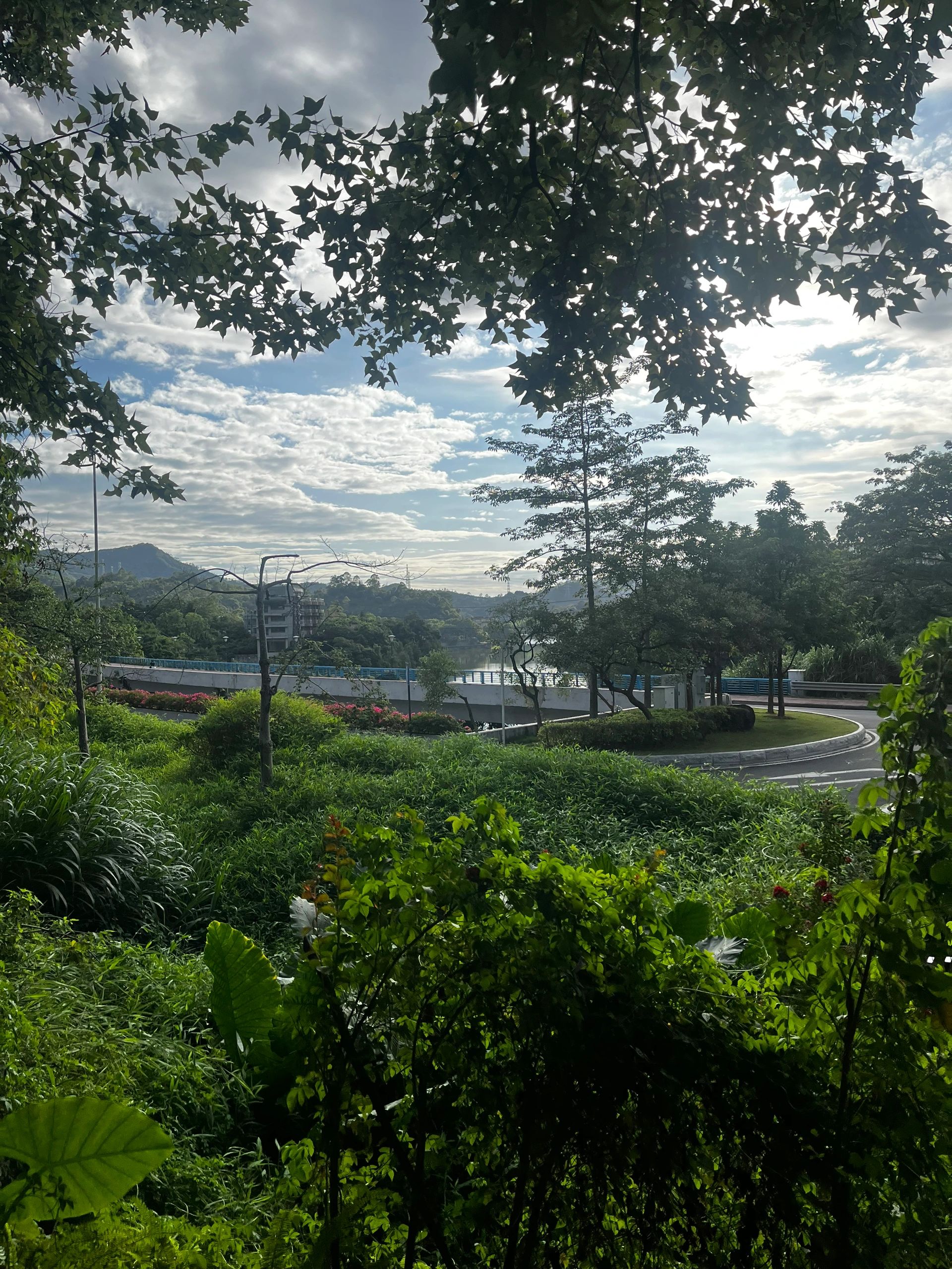 盛夏避暑好去处｜广州天鹿湖森林公园