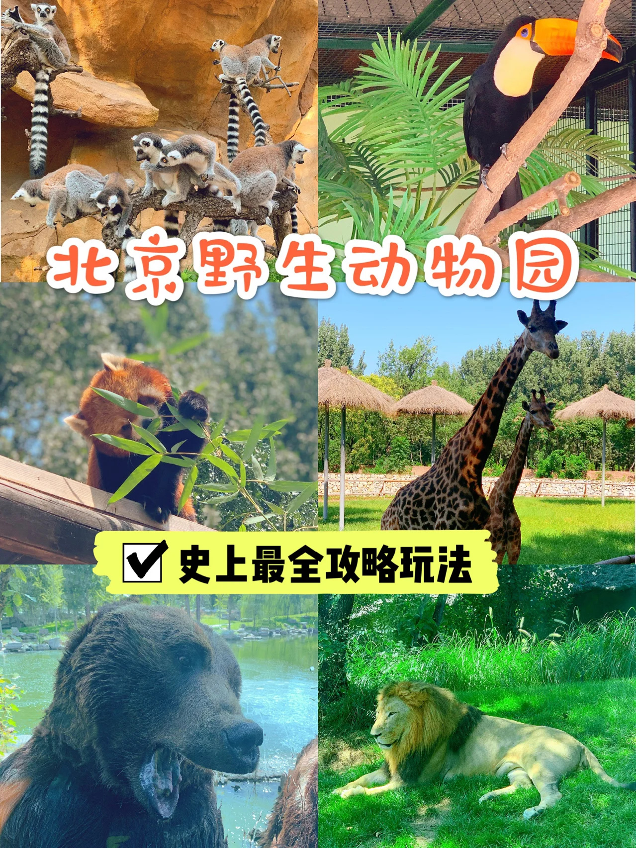 北京野生动物园怎么玩，看这一篇就够了