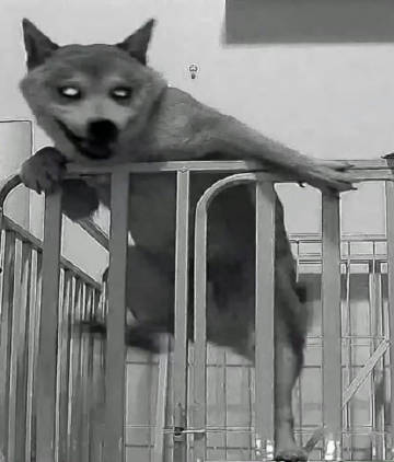 监控摄像头拍下越狱的柴犬 ​