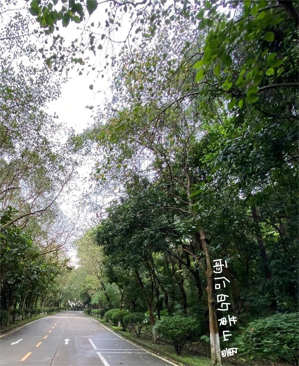 广州爬山丨南沙黄山鲁森林公园小众徒步
