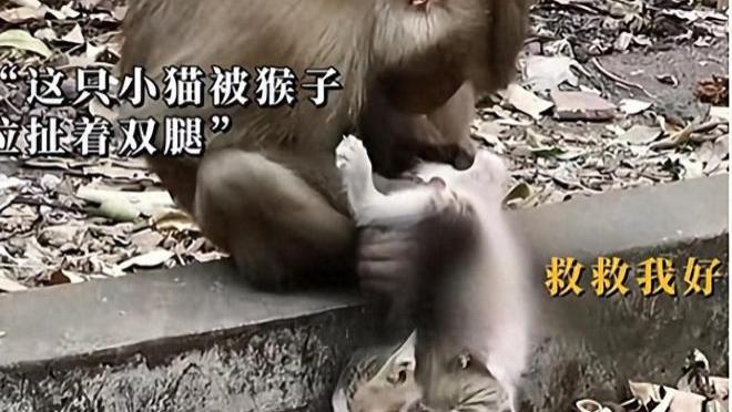 昆明动物园猴子虐猫，广大网友呼声一片，动物园官方不予理睬