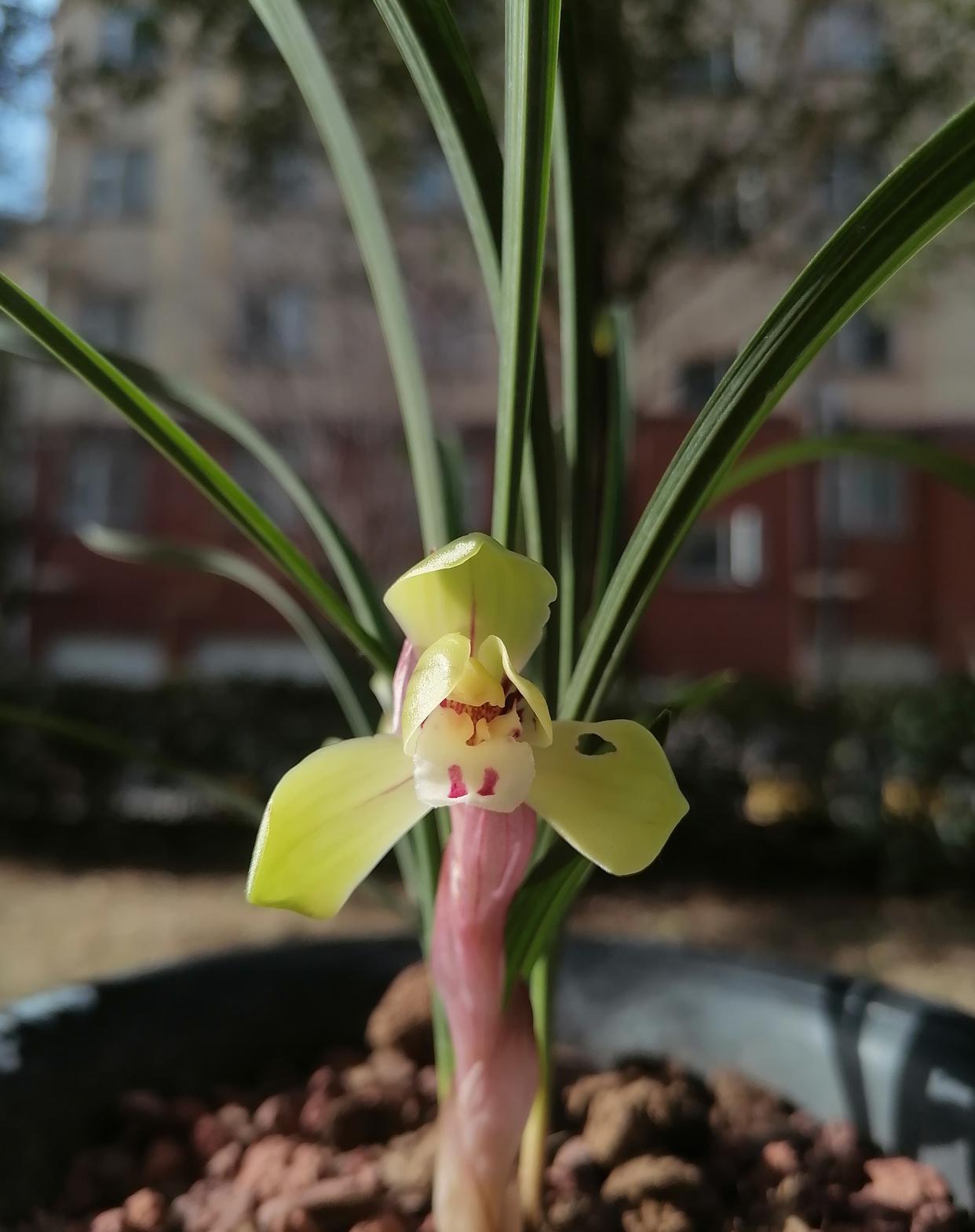 虫咬大富贵，这大富贵开得够正吧，还好够老，还开两天就下花了

