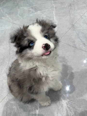 从小帅到大的陨石边牧
