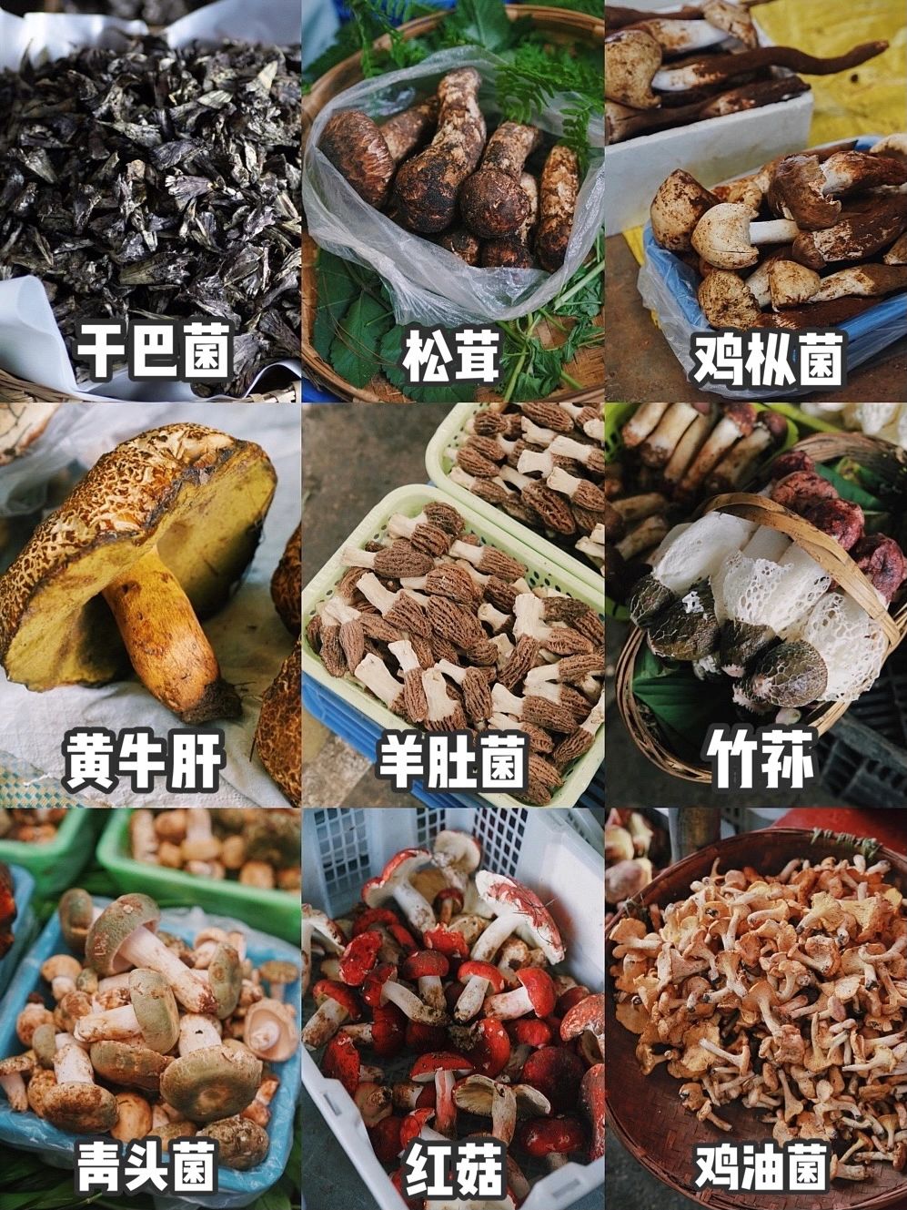菌子能有什么坏心思#鸡枞菌#