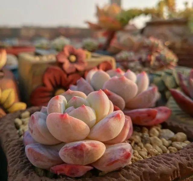 





 如何给多肉控水？
在 ，如果气温过低，接近零度时，咱们就需要把多肉