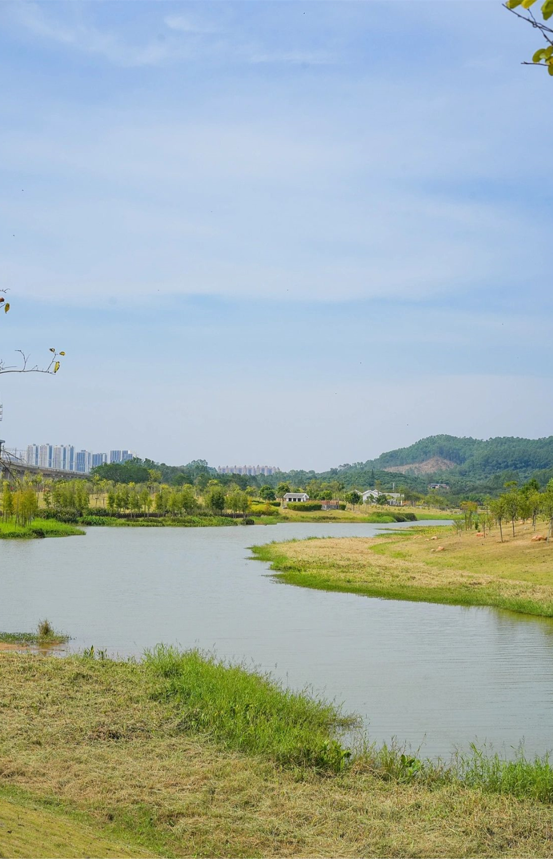 广州露营｜草地玩水、骑行钓鱼🎣金色稻田