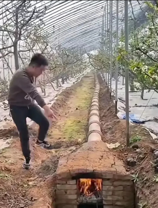 安徽之地，一名男子深知寒冷的冬季，大棚内的盆栽树恐难抵挡严寒，于是他突发奇想，巧