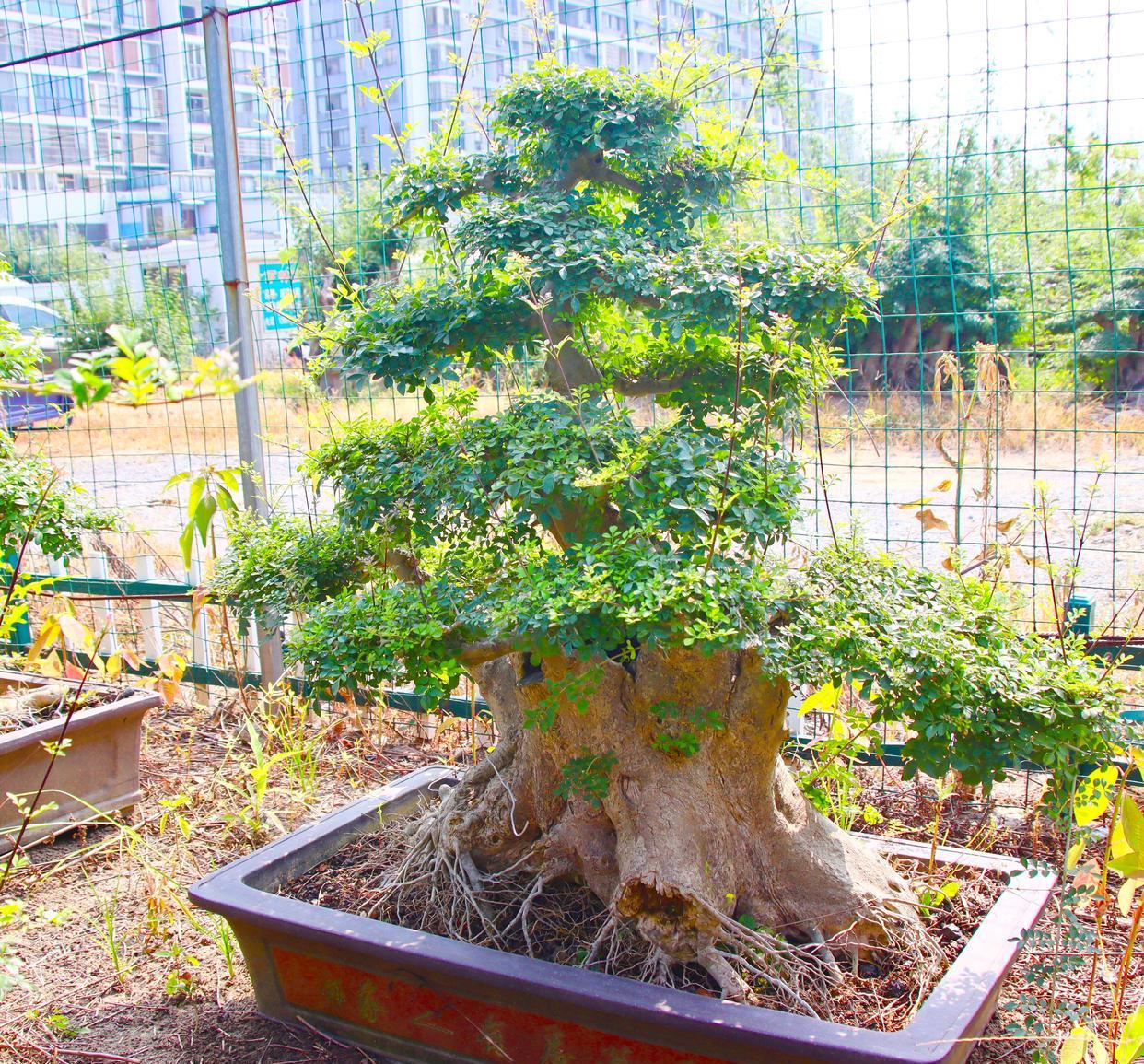 对节白蜡生命力强，盐碱地都能生存
对节白蜡生命力强，萌发力旺，无论是大水大肥，还