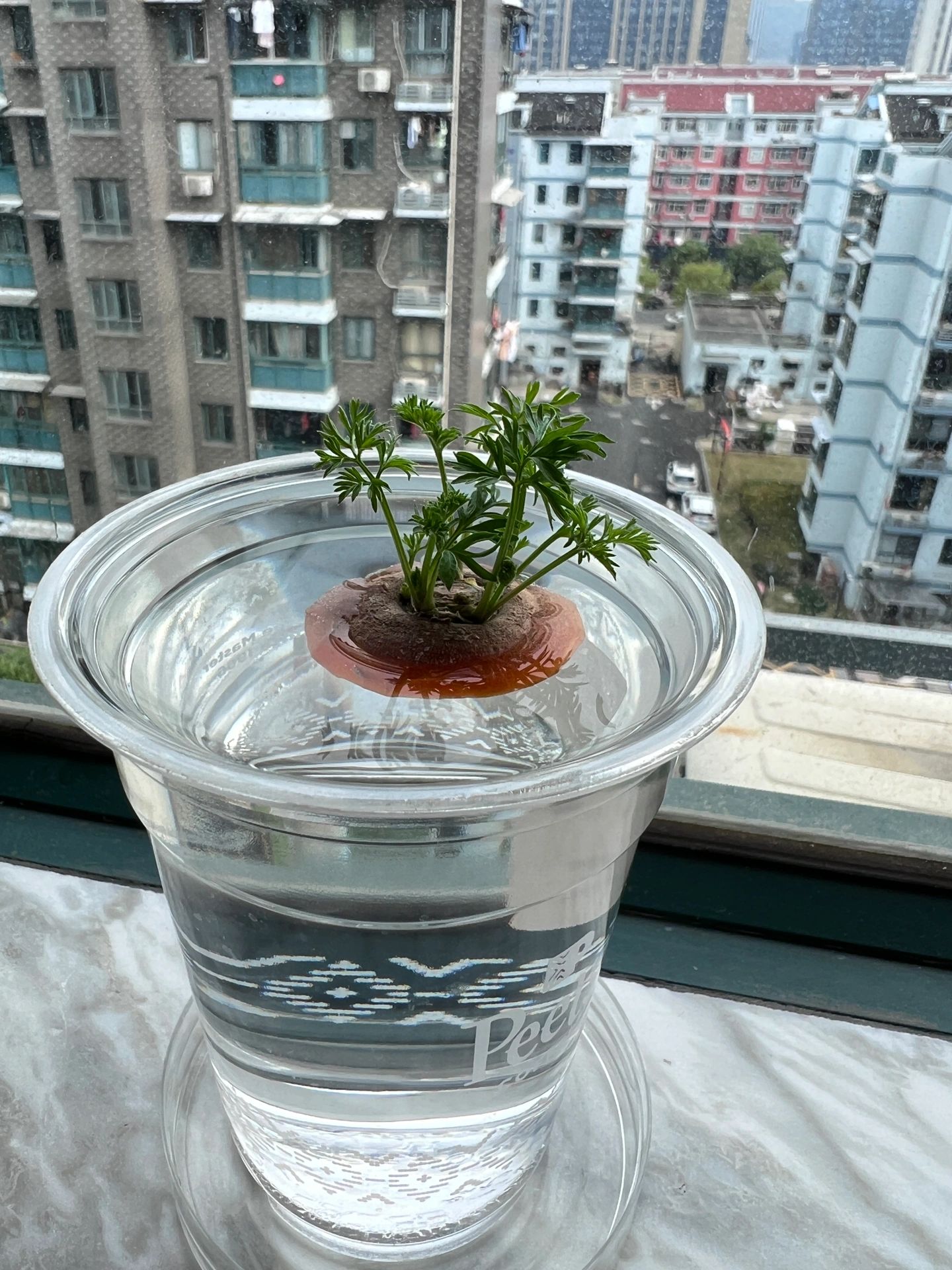 水培一个胡萝卜#适合水培的植物#