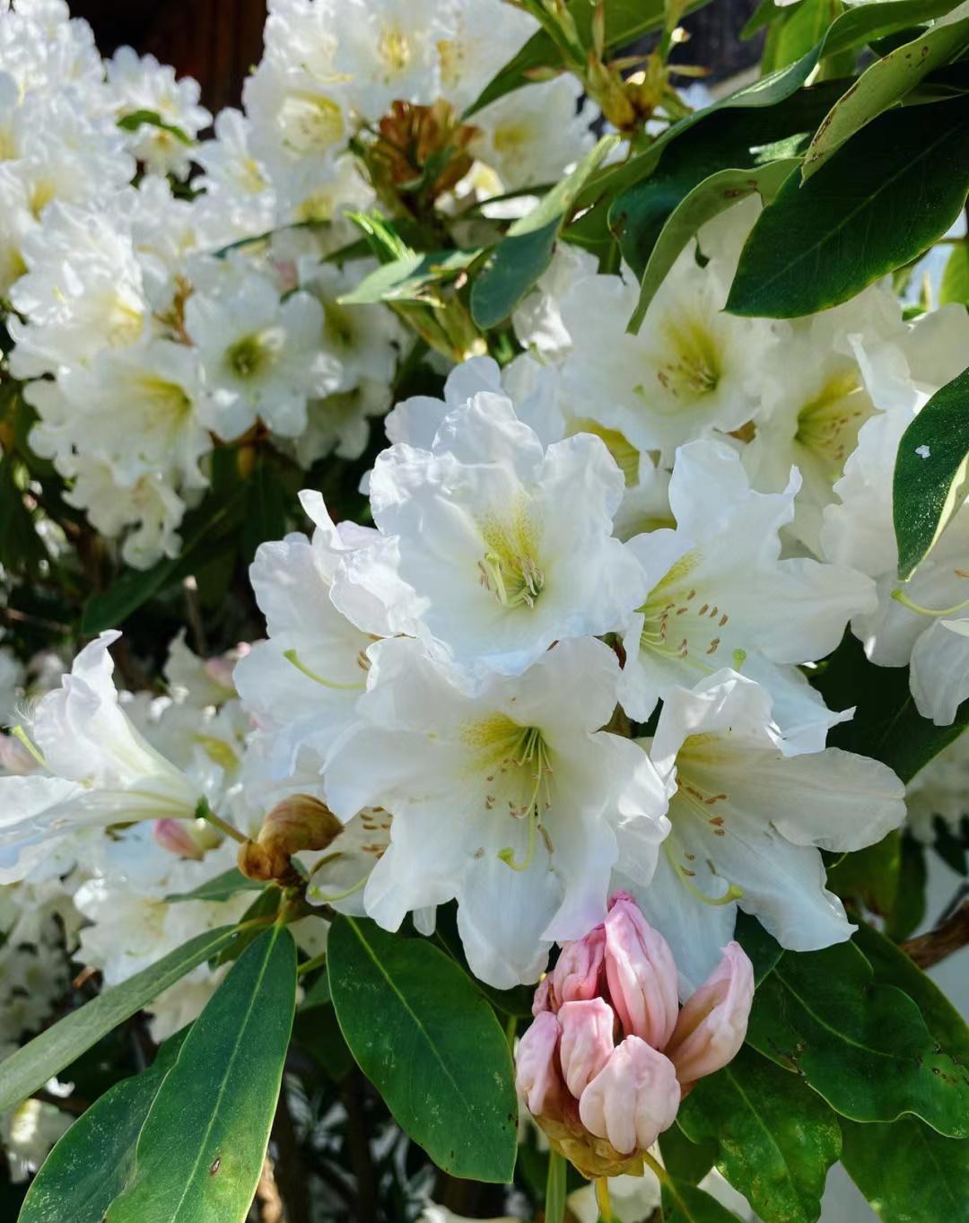 杜鹃花开得好热烈
像是泡发的银耳
好想吃妈妈做的银耳羹

