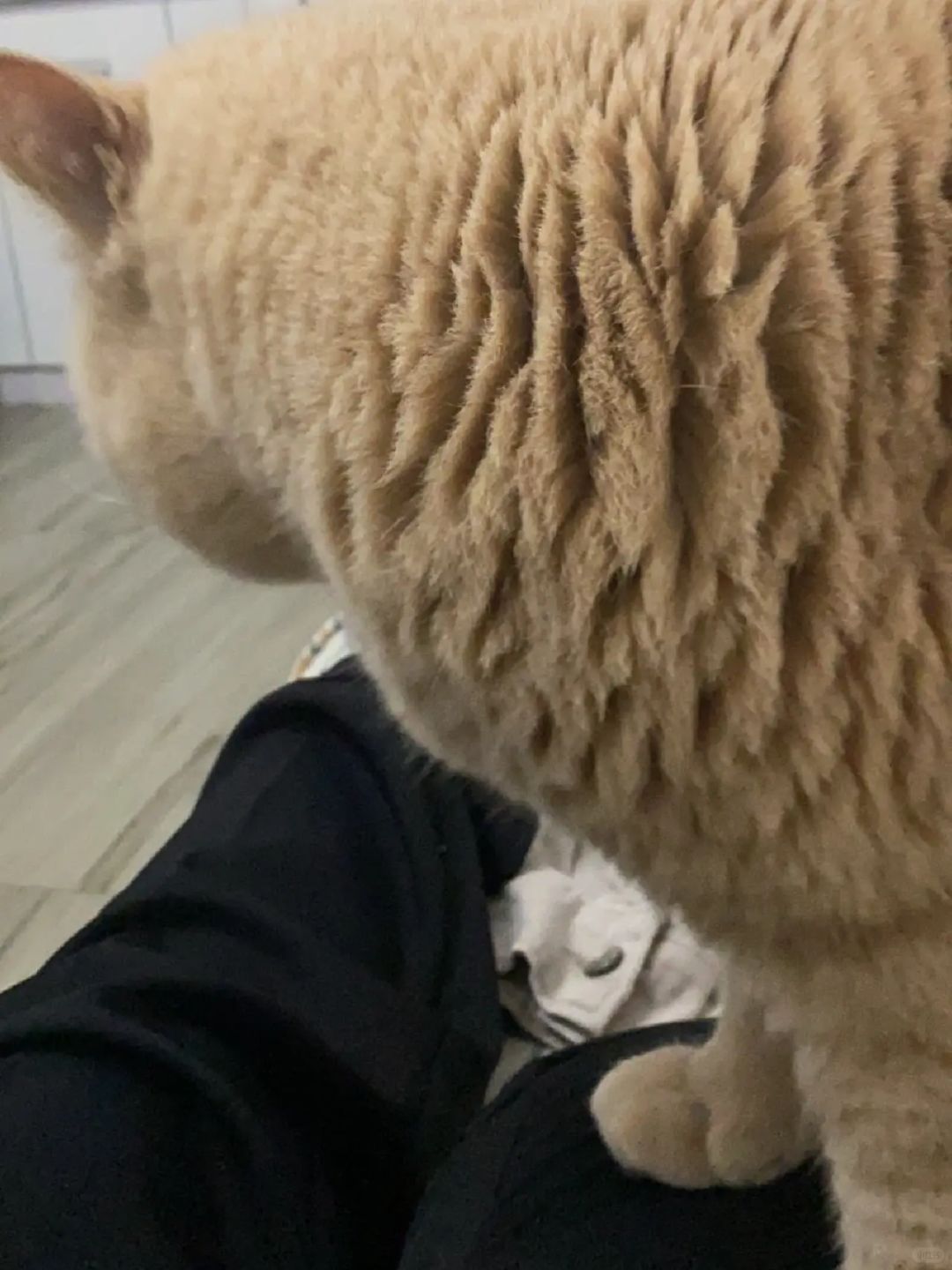 回南天小猫😢
潮湿的天气让小猫的毛摸起来都不干爽了
一个个都变成松果
等天气暖