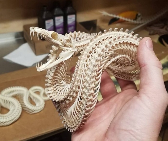 玉树蛇🐍（emerald tree boa）
骨架 