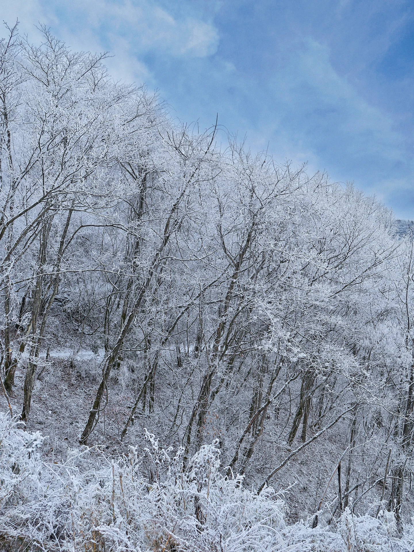 ❄️离广州最近的林海雪原⛷️