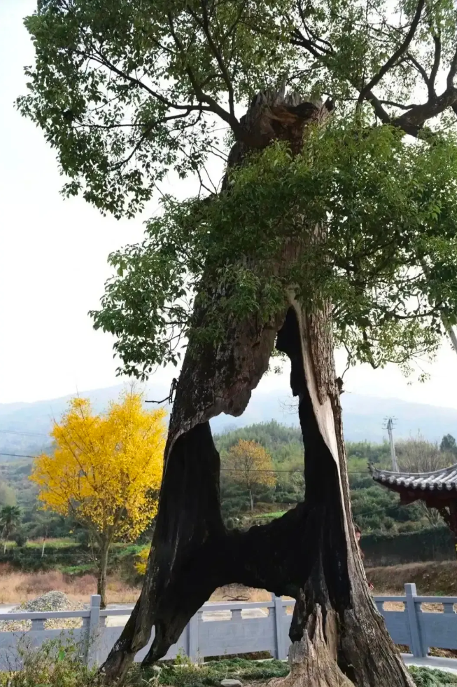 三维世界，
最高的能量：爱。

四维世界，
最高的能量：感恩。

五维世界，
最