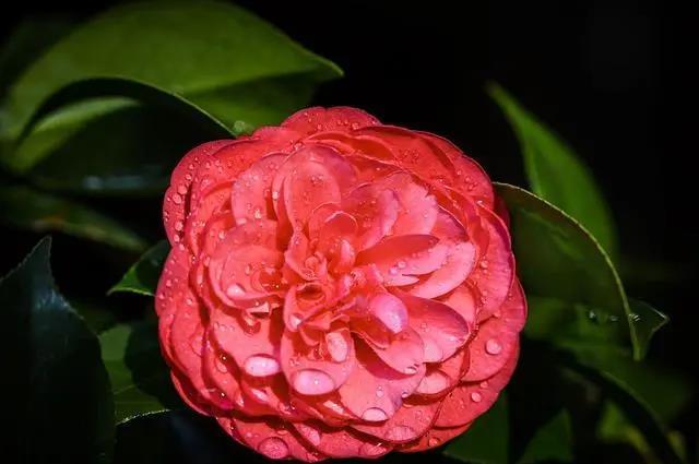 






茶花的经典品种，各有特色，看完都想搬回家

茶花是我国十大名花之一