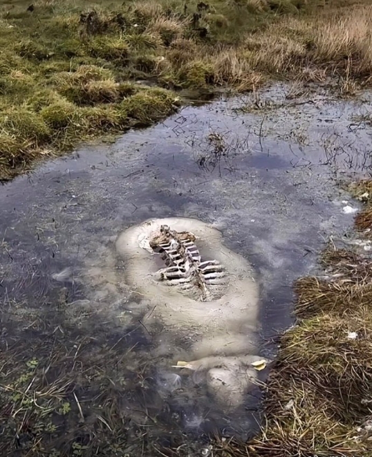 一只被冰封在水下的绵羊 ​​​