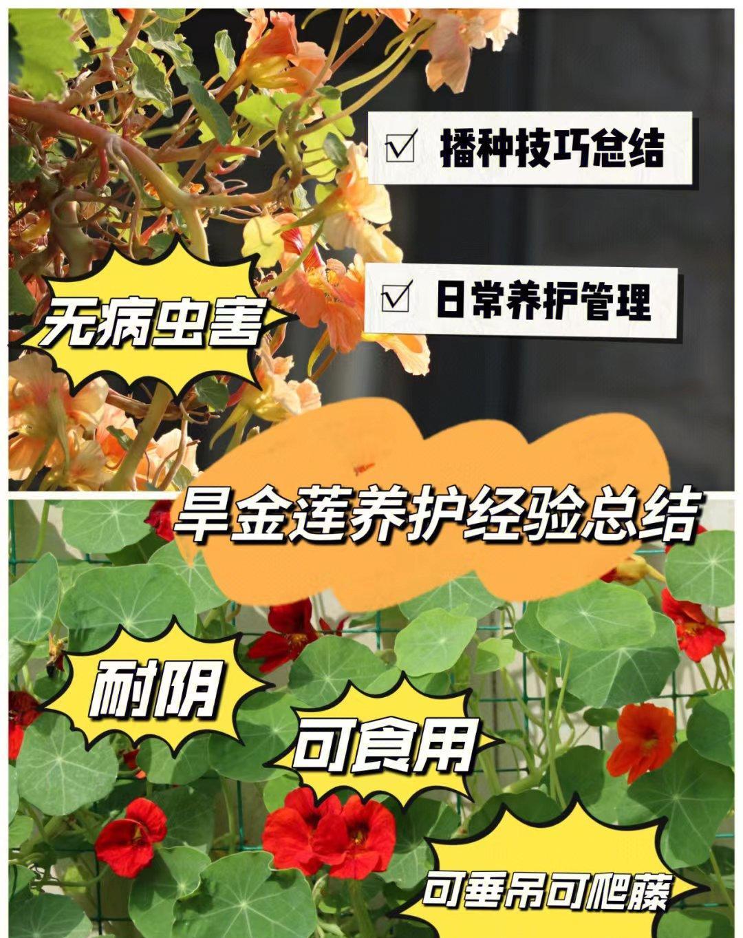 旱金莲种植手册
基本零病虫害，可全日照也耐阴，花色繁多，叶子也很美，长势迅速，可