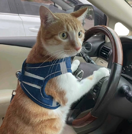 第一批回家过年的猫已经出发了[喵喵] ​​​